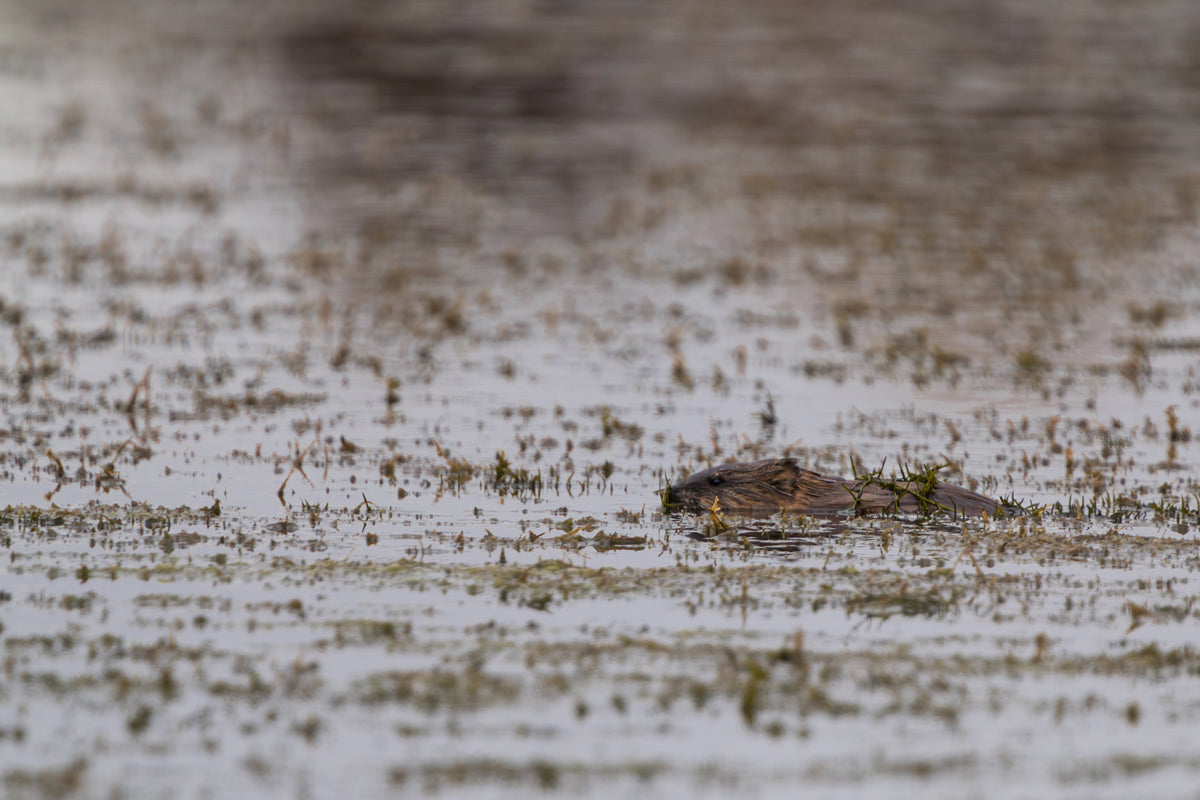 Muskrat