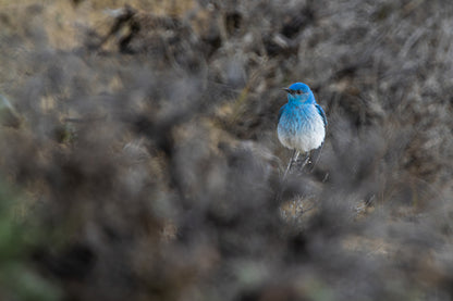 Bird Lover Gift:  Mountain Bluebird Wall Art