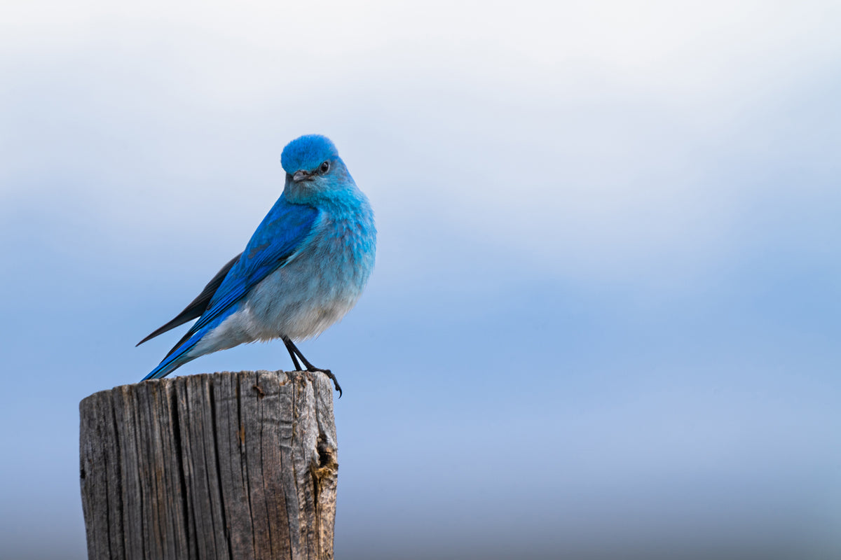 Bird Lover Gift:  Mountain Bluebird Close up Wall Art