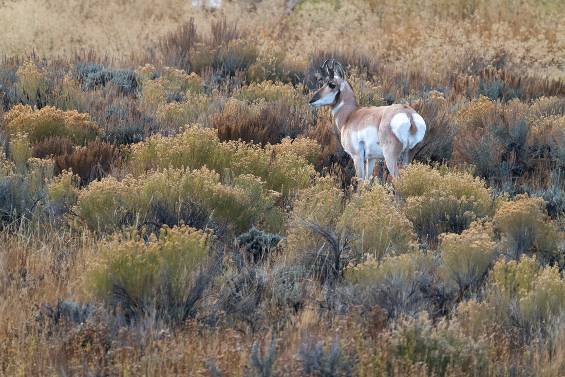 Pronghorn in the Quiet