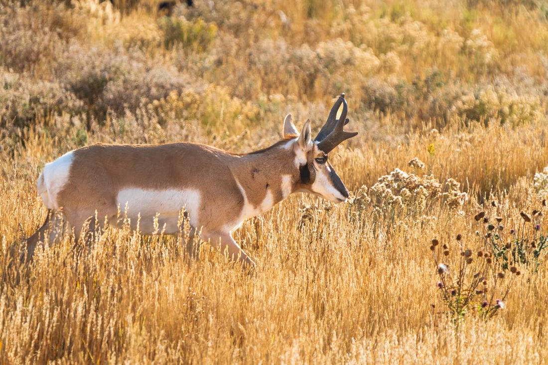 A Gift from God: Wyoming Pronghorn