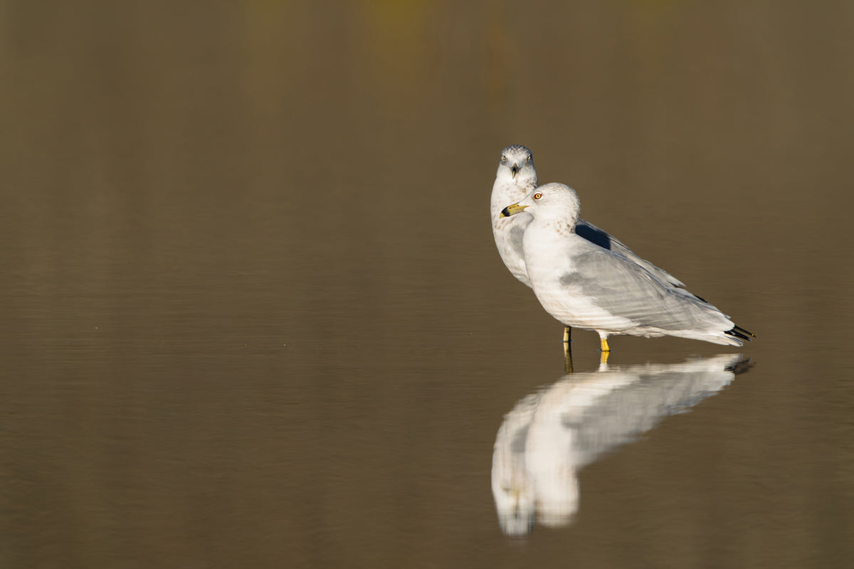 Ring - Billed Gulls at Sunrise