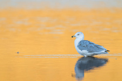 Ring - Billed Gull