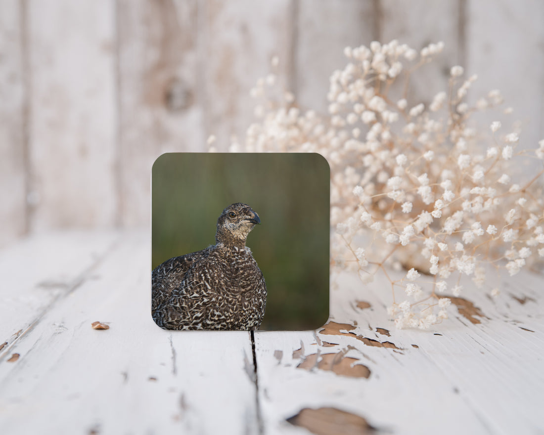 Sage Grouse Cork-back coaster