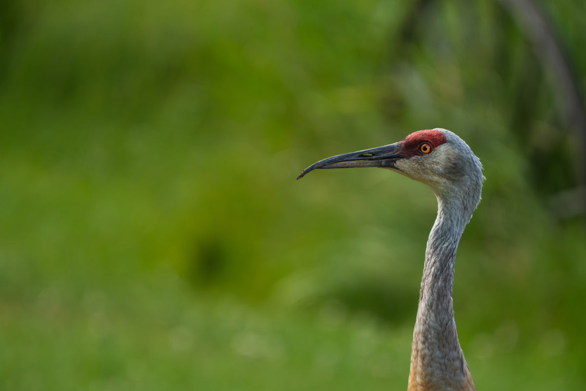 The Curved Bill That Told a Story — Sandhill Cranes of Wyoming