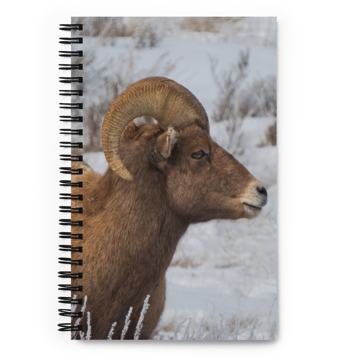 Notebook Moments with a Big Horn Sheep