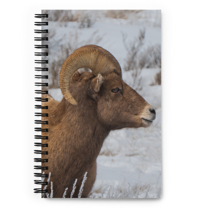 Notebook Moments with a Big Horn Sheep