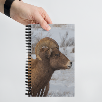Notebook Moments with a Big Horn Sheep