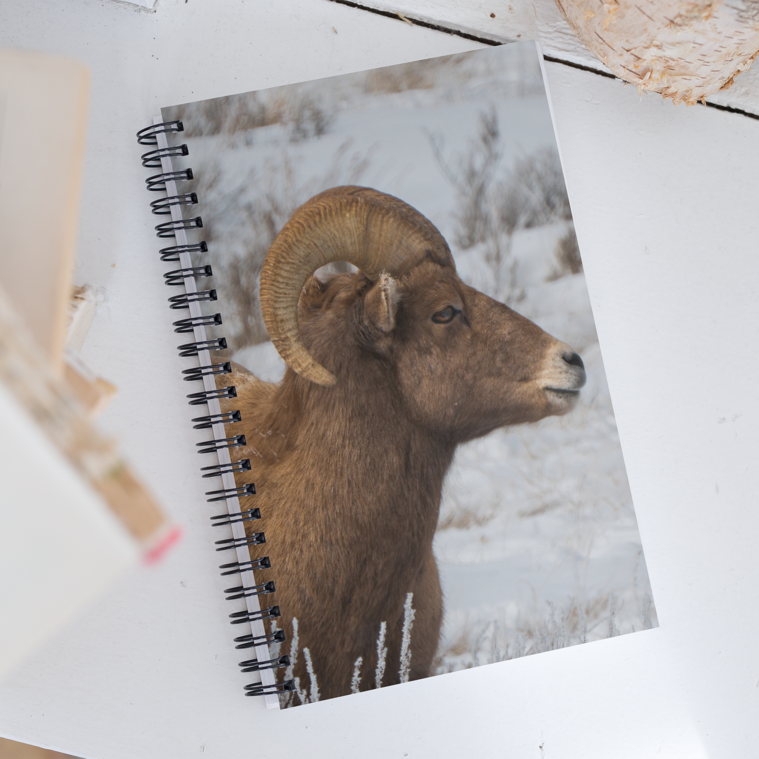 Notebook Moments with a Big Horn Sheep