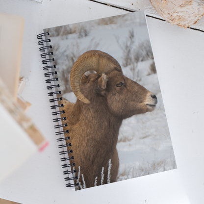 Notebook Moments with a Big Horn Sheep