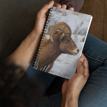 Notebook Moments with a Big Horn Sheep