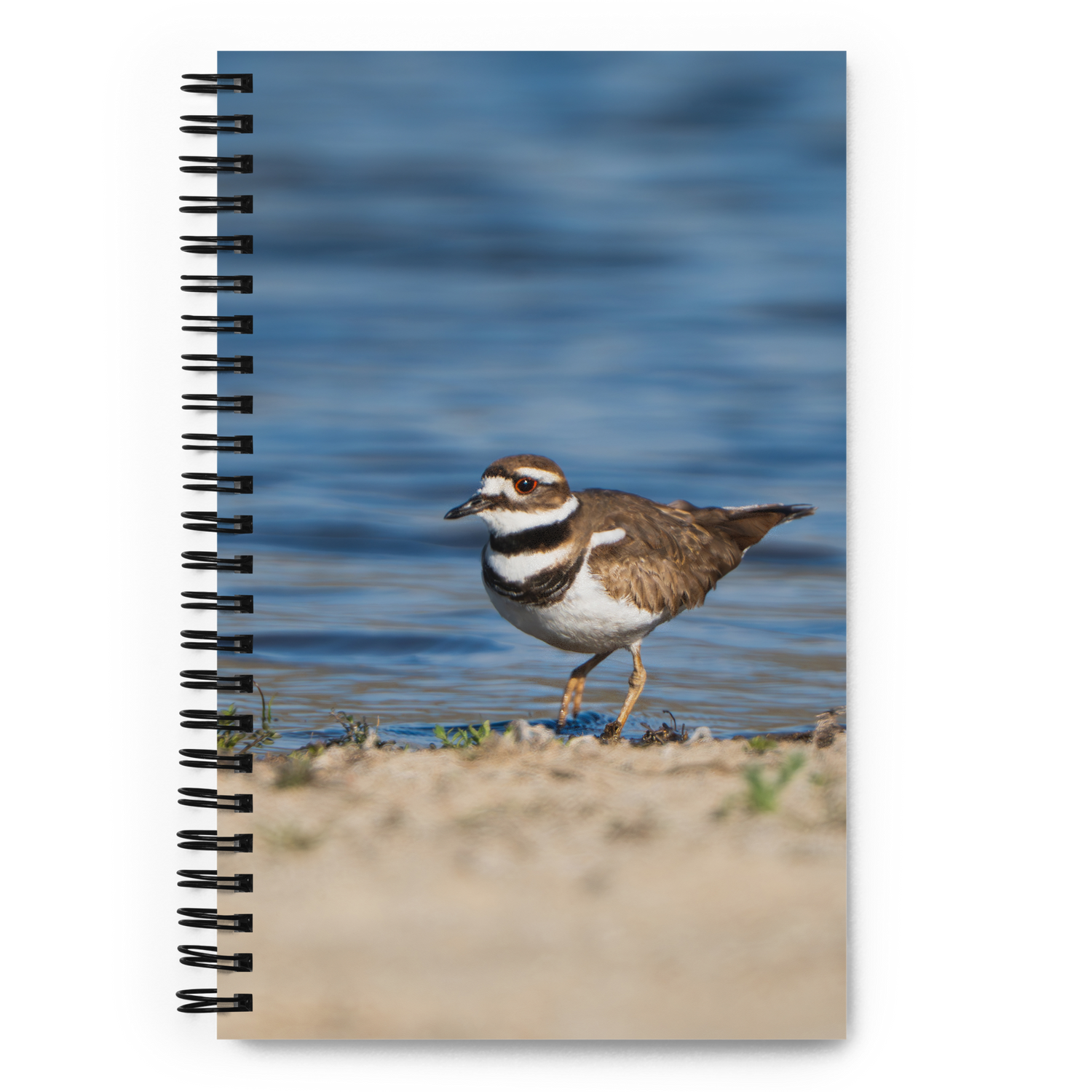 Always Almost Missed — Killdeer Notebook