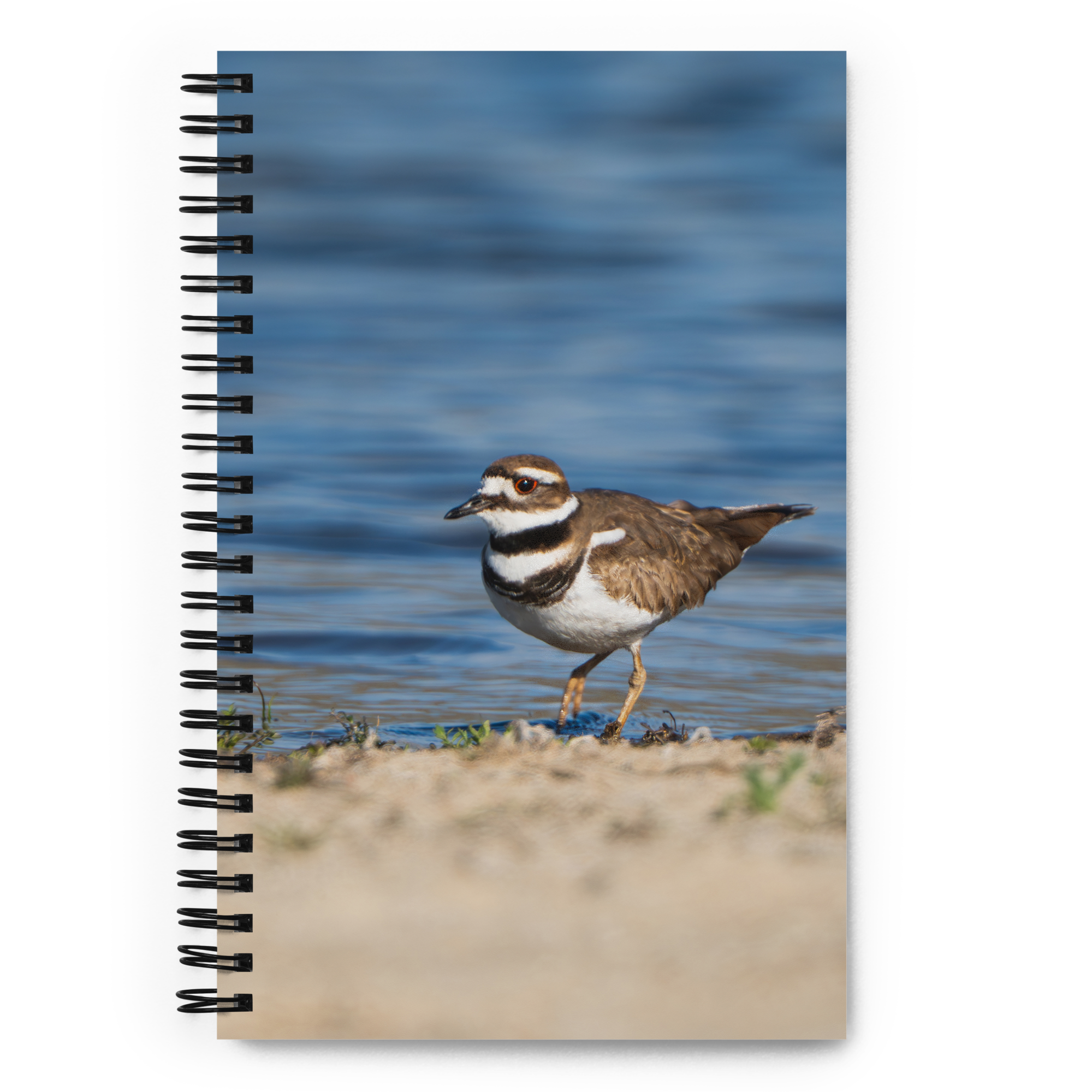Always Almost Missed — Killdeer Notebook