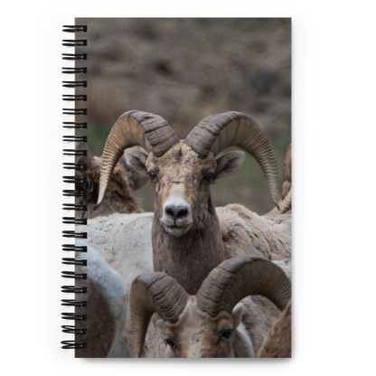Witness the Wild — Bighorn Sheep Notebook