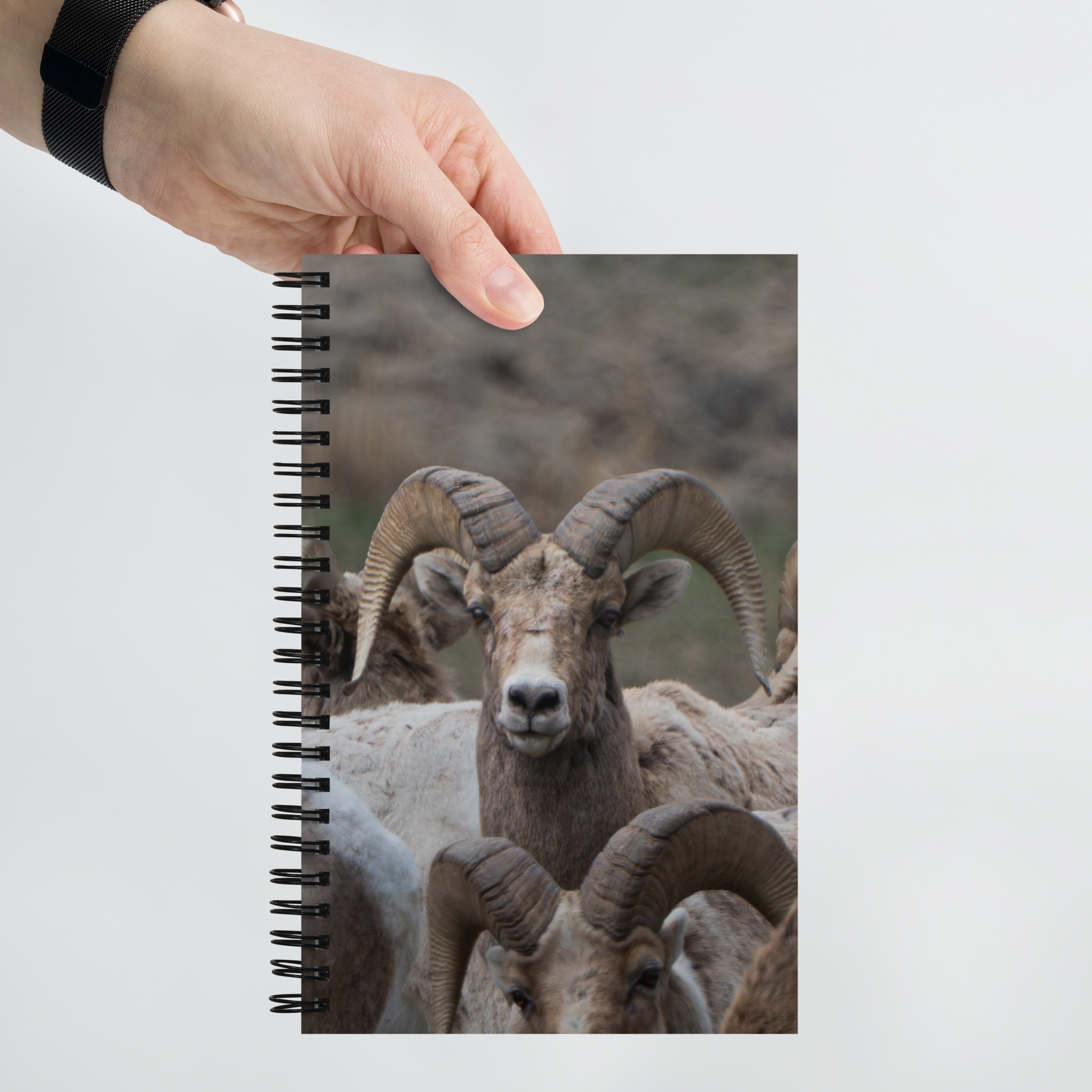 Witness the Wild — Bighorn Sheep Notebook