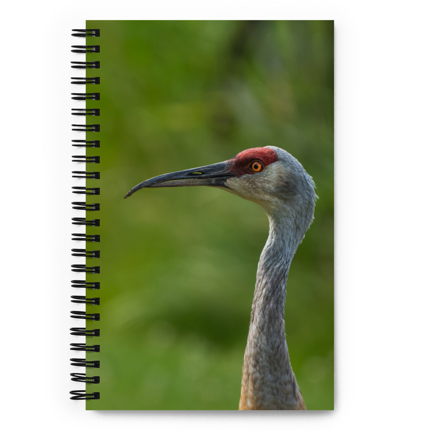 Sandhill Crane Notebook: Lessons from the Wild