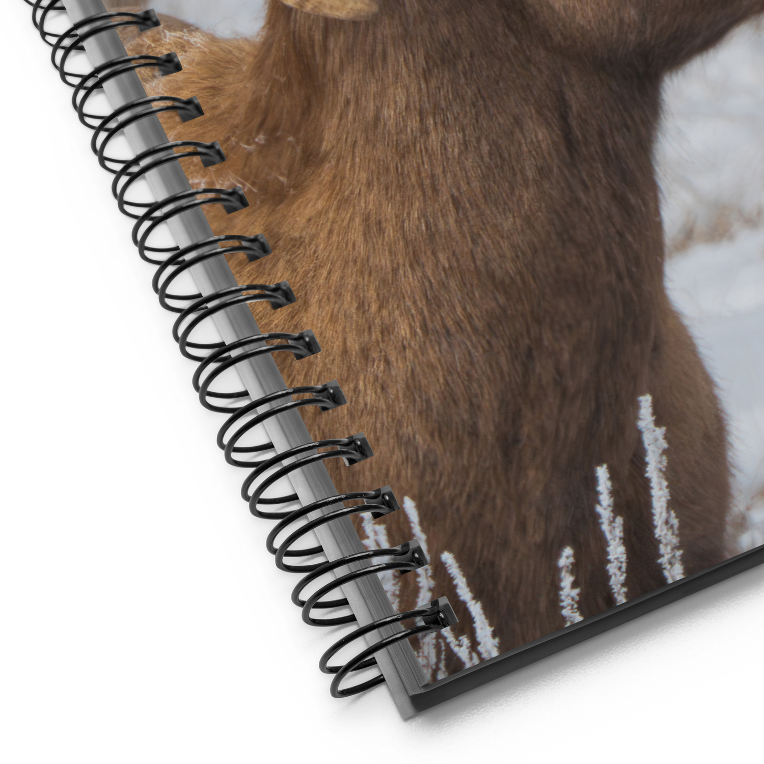 Notebook Moments with a Big Horn Sheep