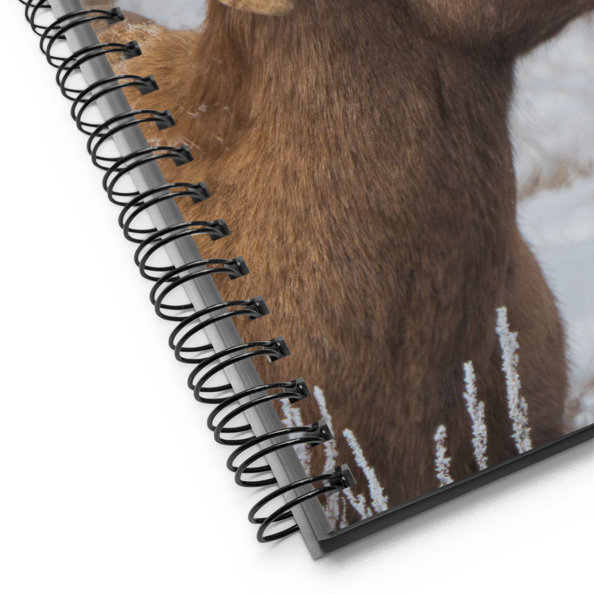 Notebook Moments with a Big Horn Sheep