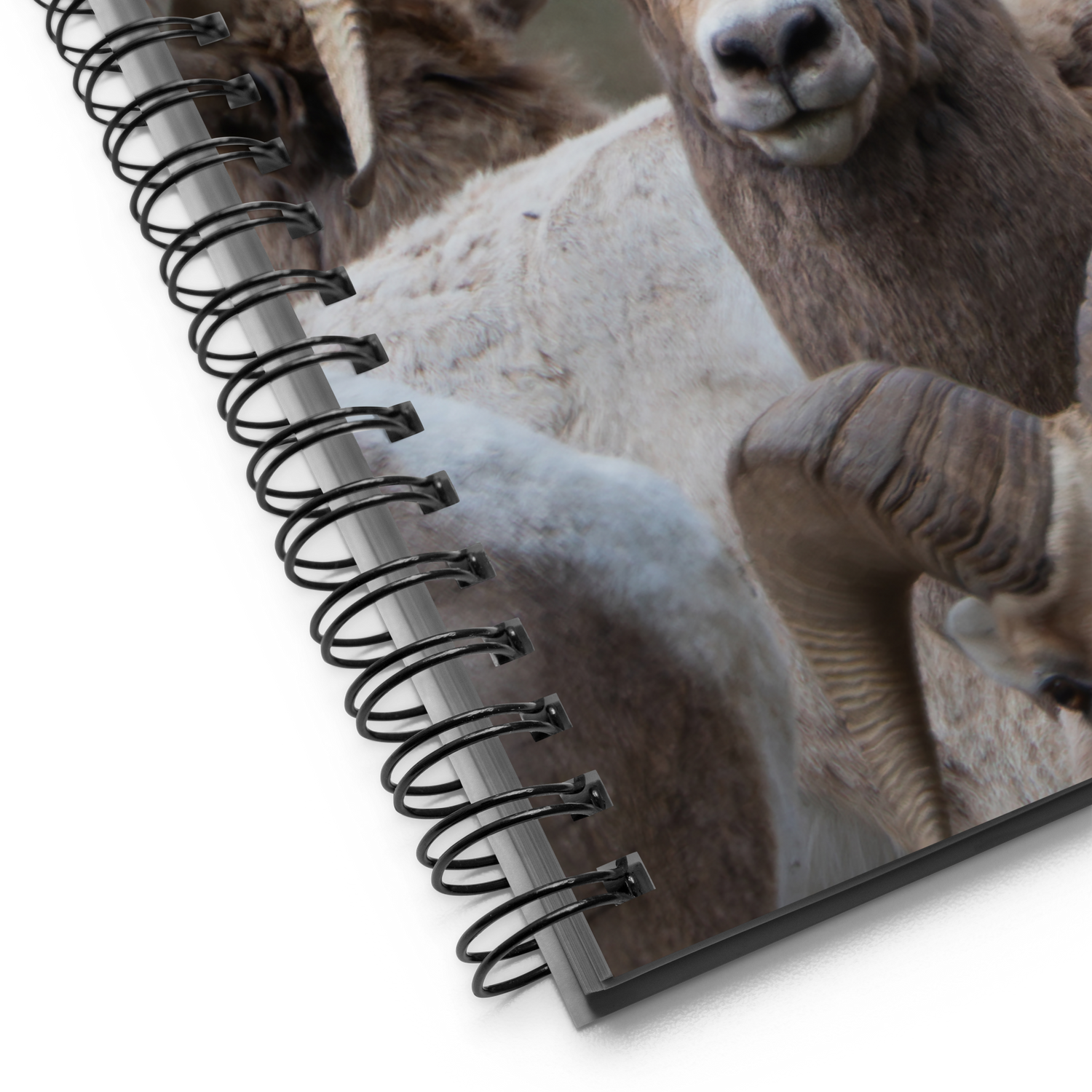 Witness the Wild — Bighorn Sheep Notebook