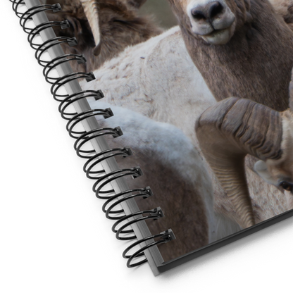 Witness the Wild — Bighorn Sheep Notebook