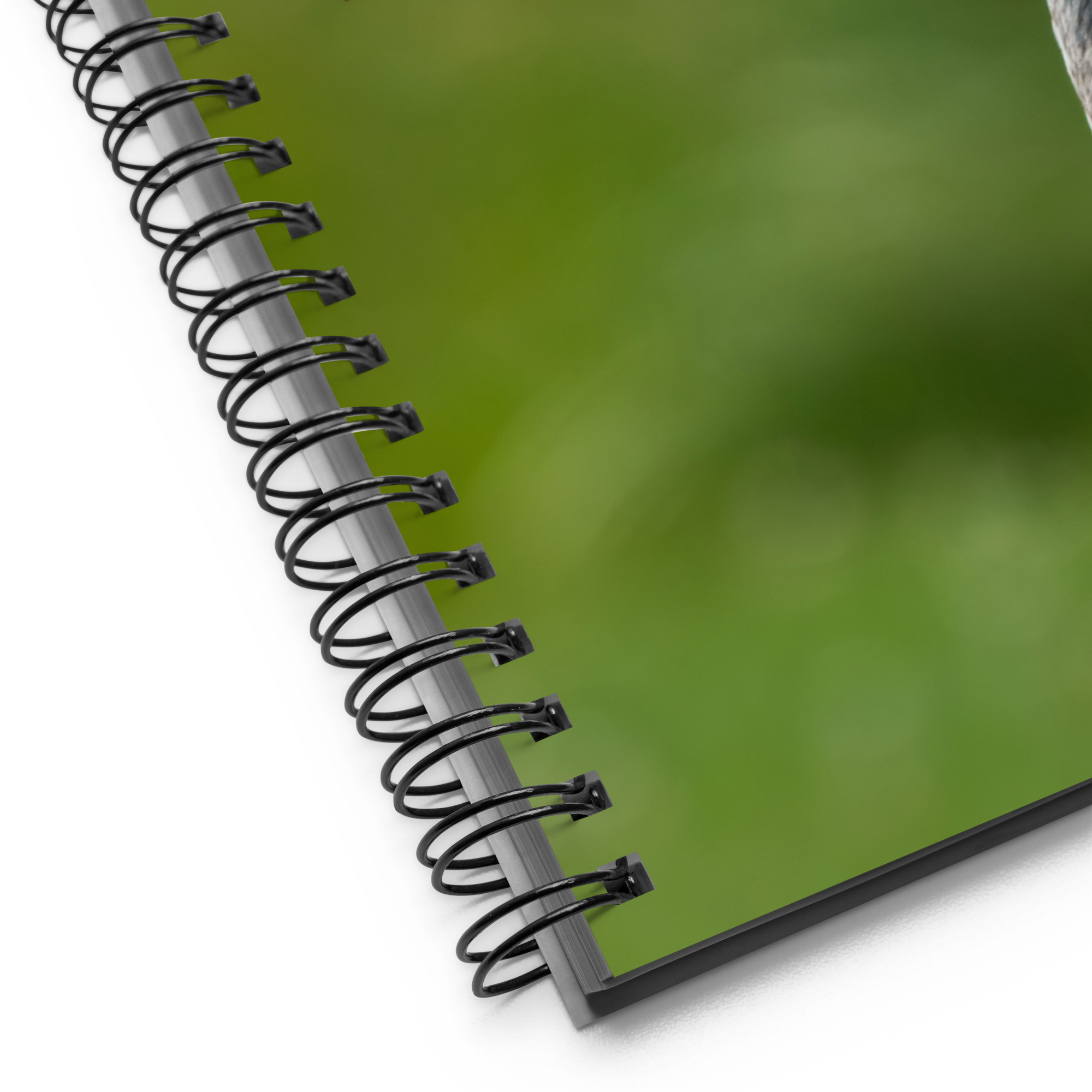 Sandhill Crane Notebook: Lessons from the Wild