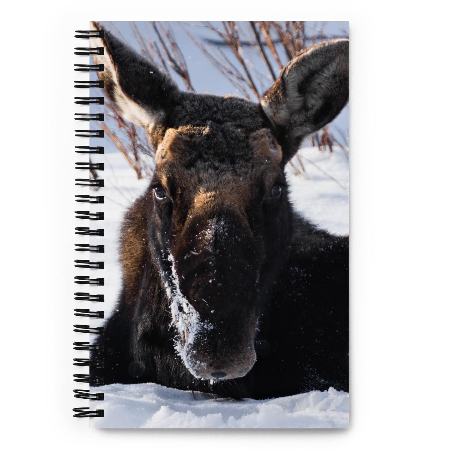 Moose Moments Notebook: Write Your Own Wild Stories