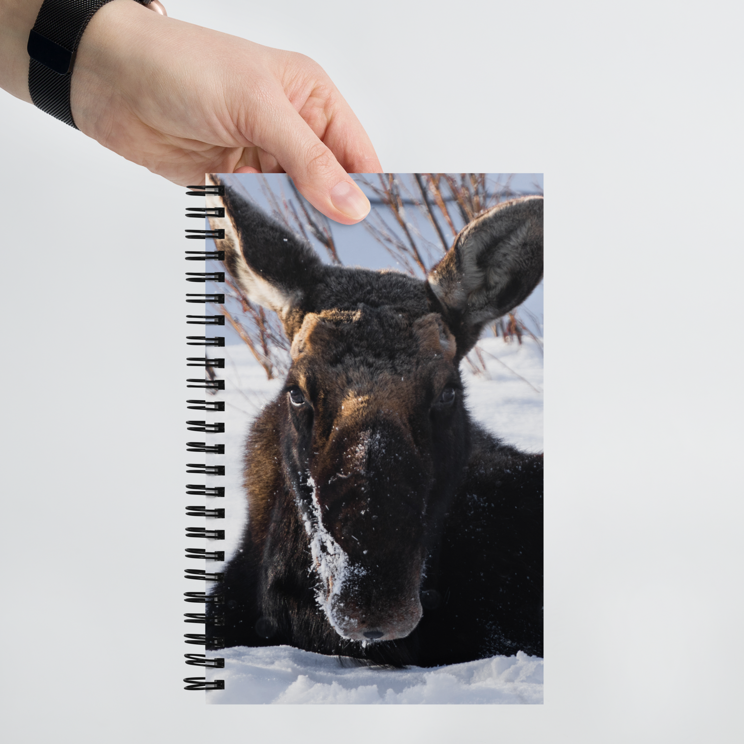 Moose Moments Notebook: Write Your Own Wild Stories