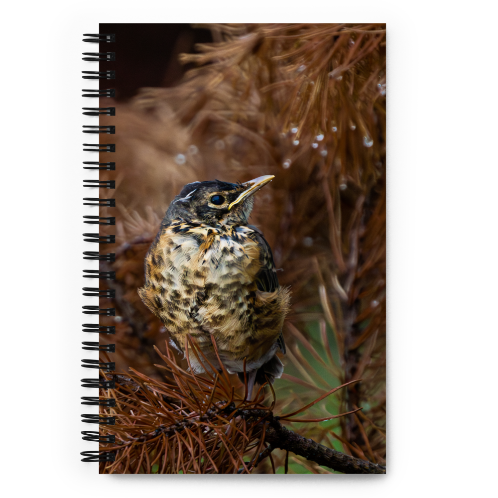 Baby Robin Spiral notebook