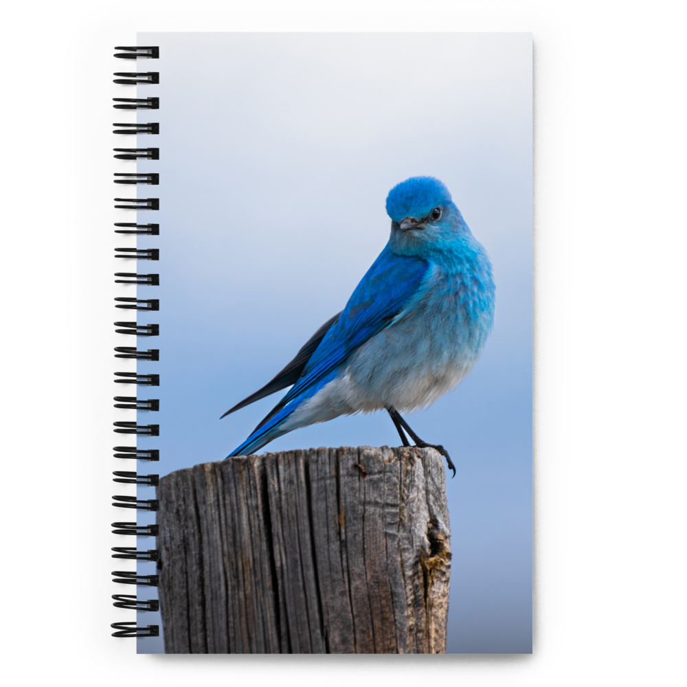 Mountain Bluebird Spiral notebook