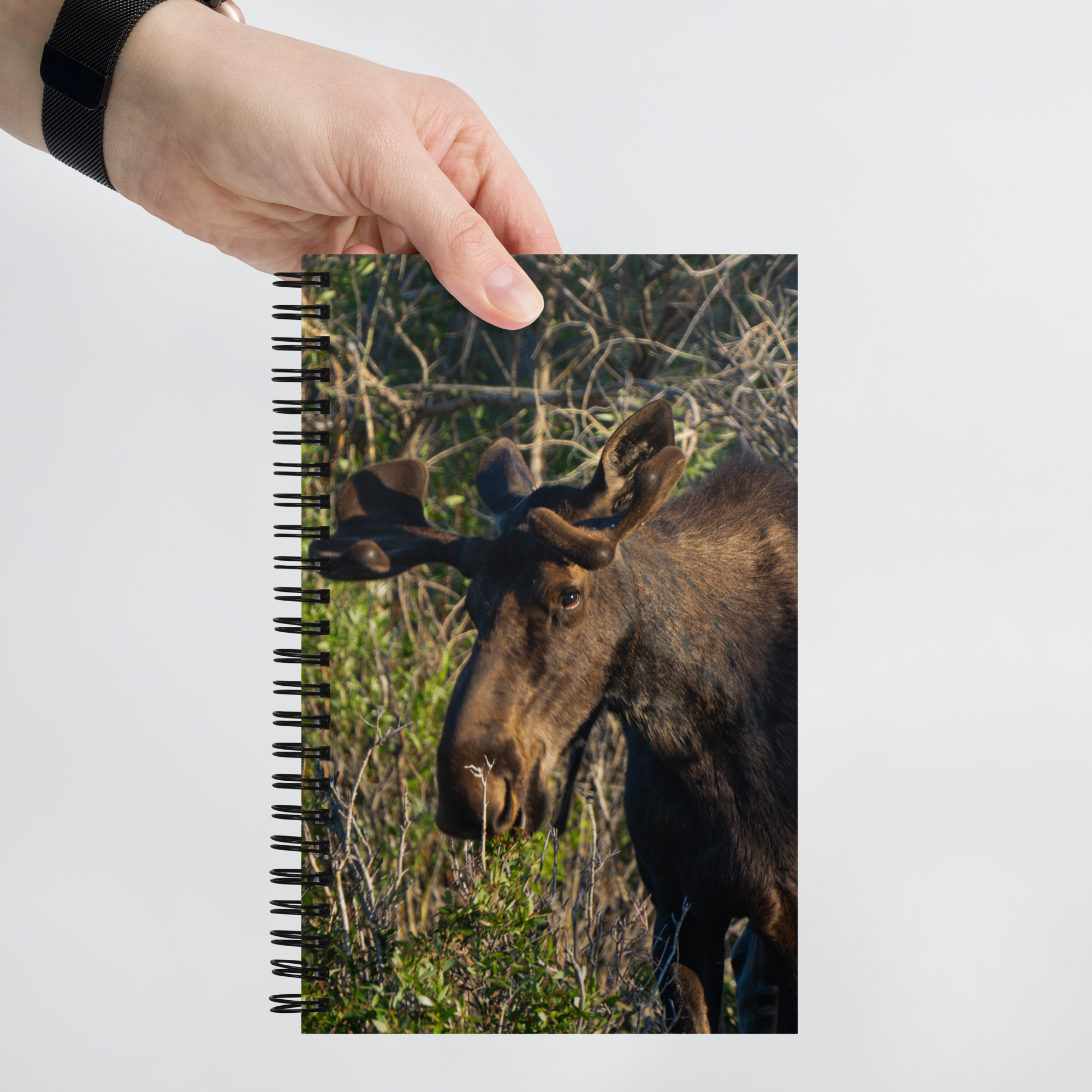 Moose Spiral notebook