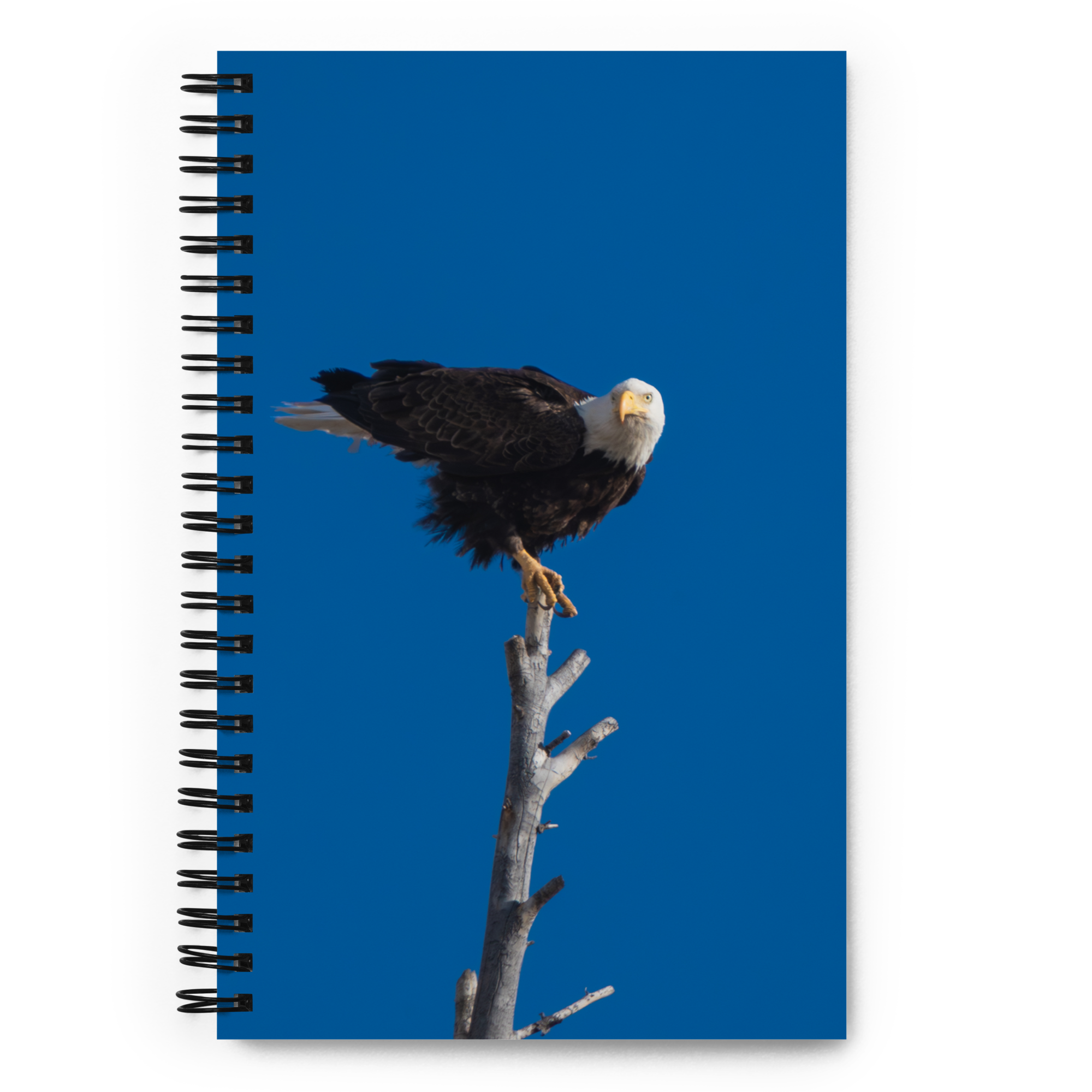 Eagle Spiral notebook