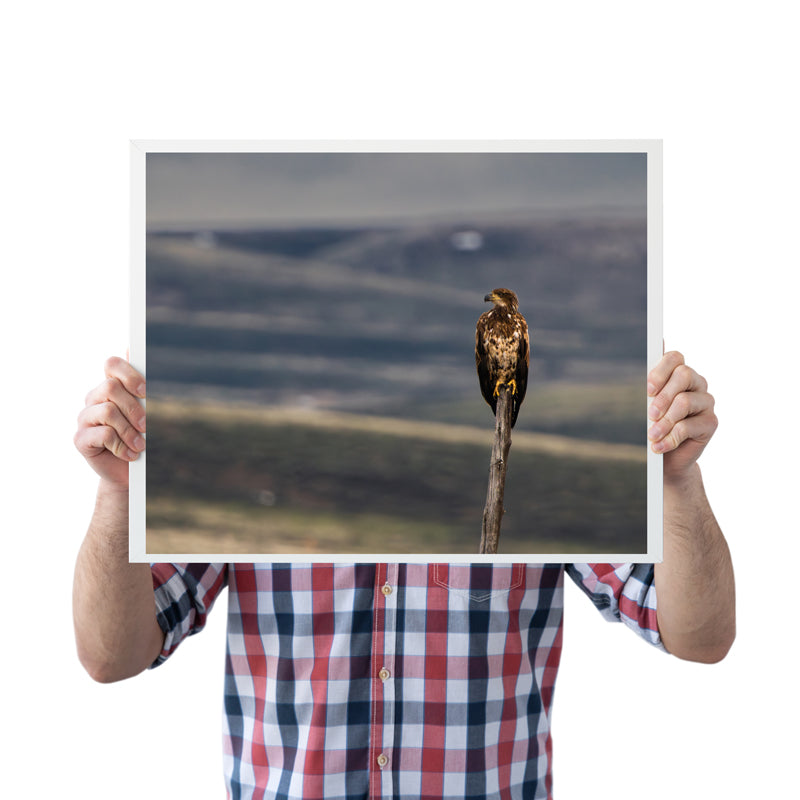 Bird Lover Gift: Bald Eagle  Wall Art