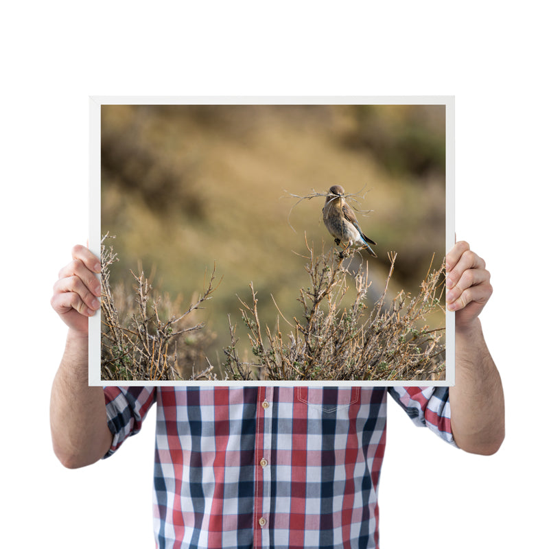 Bird Lover Gift: Female Mountain Bluebird Wall Art