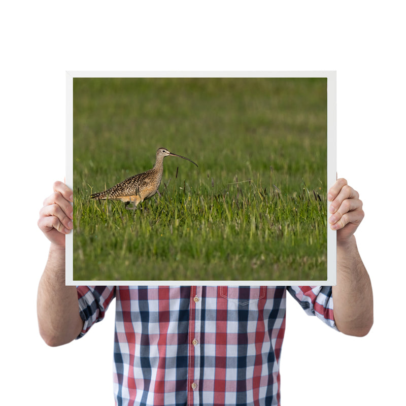 Bird Lover Gift:  Long Bill Curlew Wall Art