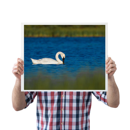 Swan Artwork