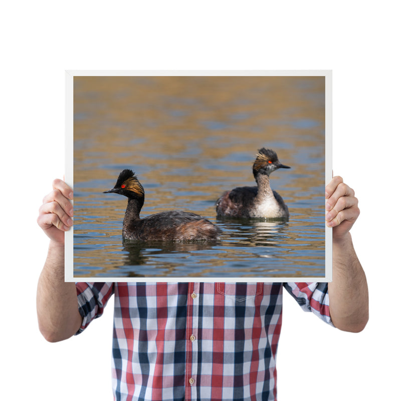 Bird Lover Gift: Eered Grebe Wall Art