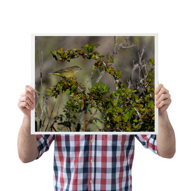 Orange- Crowned Warbler