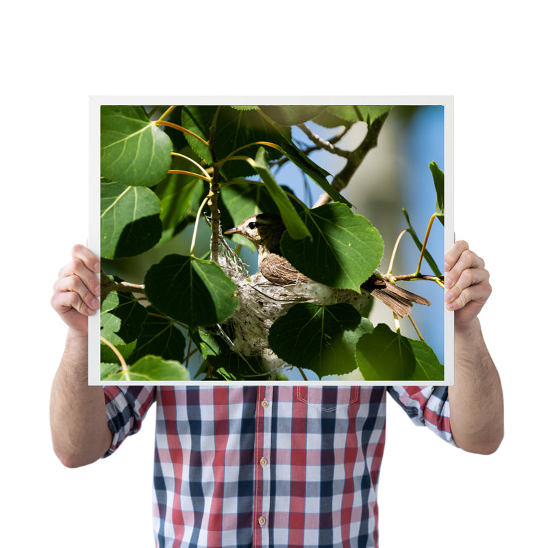 Bird Lover Gift:Bird Nest Wall Art 3