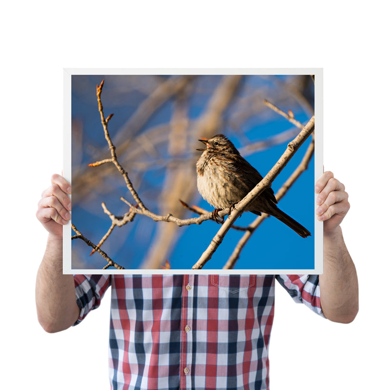 Bird Lover Gift: Song Sparrow  Wall Art