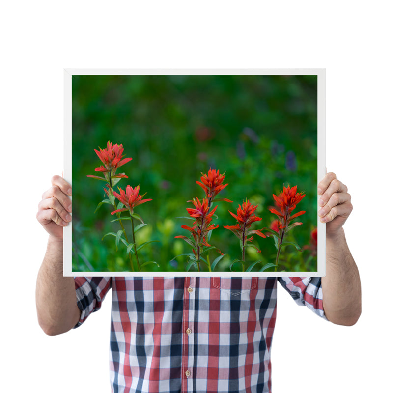 Indian Paint Brush Wall Art 2