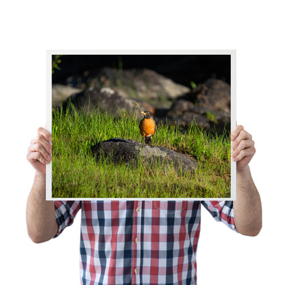 American Robin Artwork