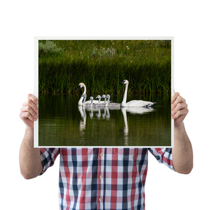 Swan Family Artwork