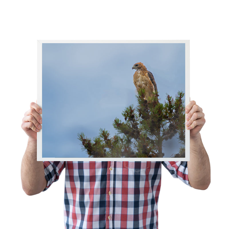 Red Tail Hawk