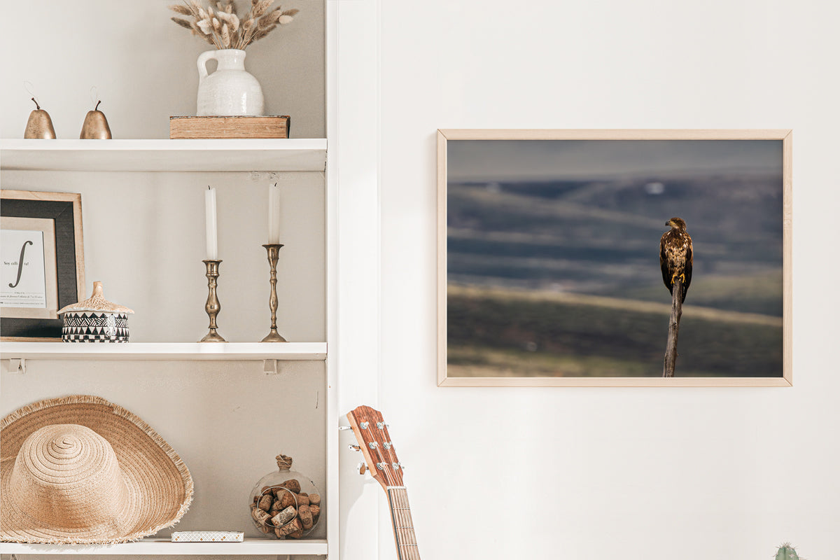 Bird Lover Gift: Bald Eagle  Wall Art