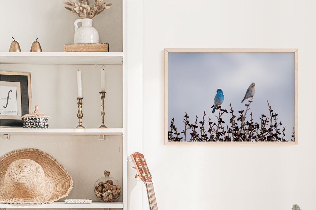 Bird Lover Gift:  Mountain Bluebirds Wall Art