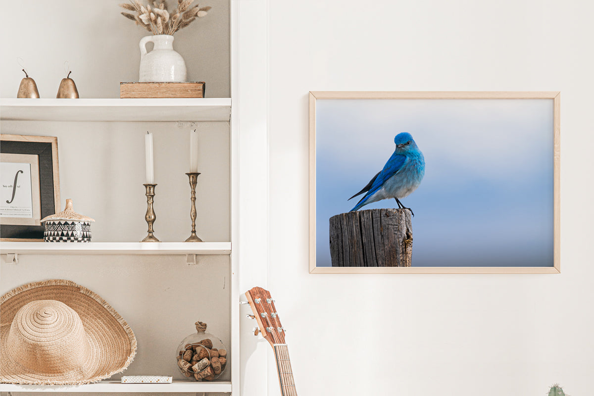 Bird Lover Gift:  Mountain Bluebird Close up Wall Art