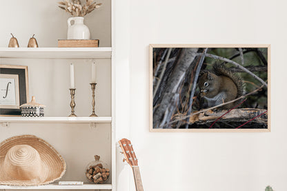 Wildlife Lover Gift: Squirrel Wall Art