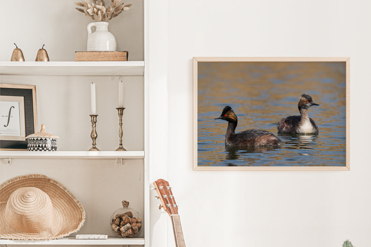 Bird Lover Gift: Eered Grebe Wall Art