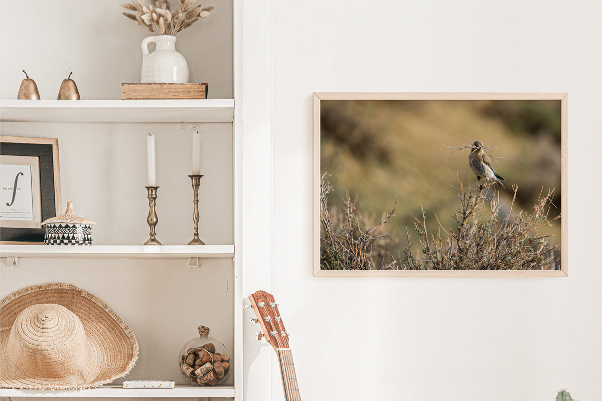 Bird Lover Gift: Female Mountain Bluebird Wall Art