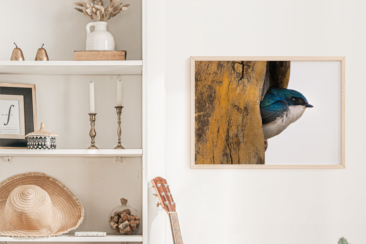 Bird Lover Gift: Tree Swallow Wall Art 3